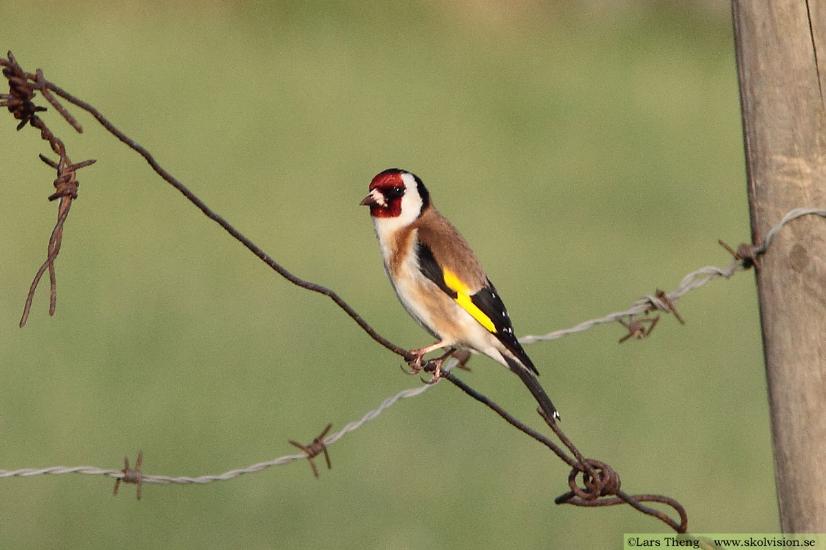 Steglits, Carduelis carduelis